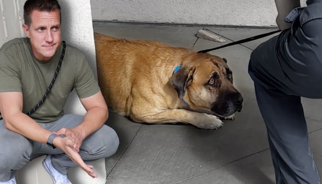 Rocky Kanaka Shelter Dog Frozen From Fear – Until THIS Heartwarming Moment! - Rocky