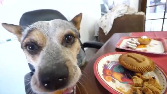Homeless Dog Has First Thanksgiving and Invites His New Friends: Amazing