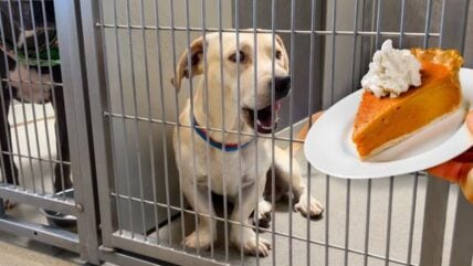 Surprising Shelter Dogs with Thanksgiving (LIVE)