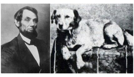 Did You Know That Abraham Lincoln’s Dog Met the Same Fate as His Master?