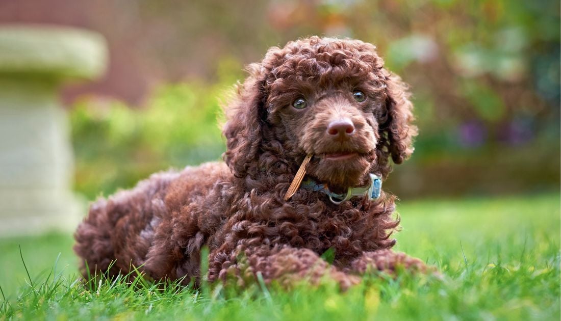 These Adorable Chocolate Poodles Will