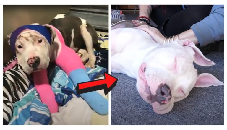 Pit Bull's Reaction to Getting a Massage 