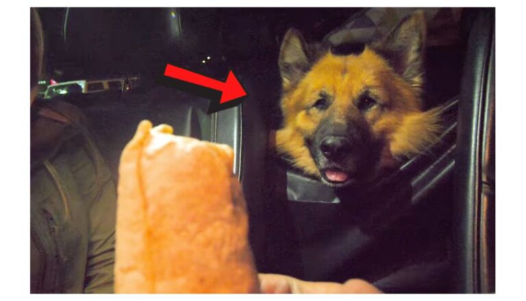 German Shepherd Discover the Joy of a Burrito for the First Time