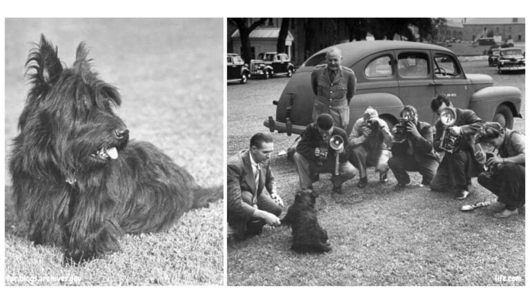 Fala, the Scottish Terrier of President Franklin D. Roosevelt
