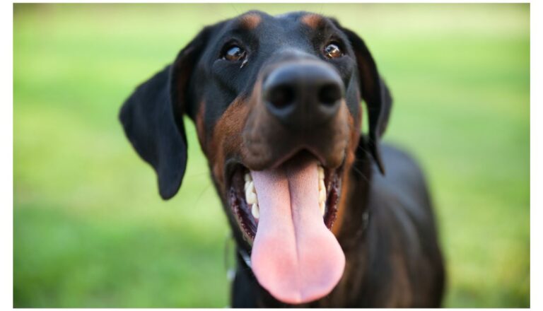 Doberman pinscher 2024 floppy ears