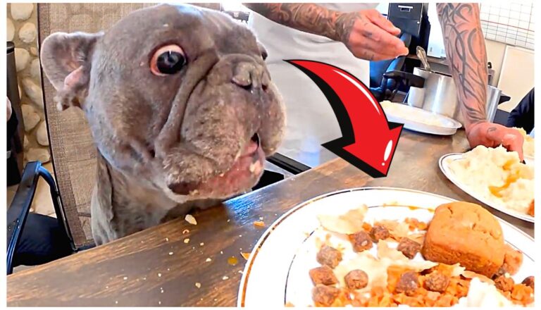 Homeless Dog's Reaction to Thanksgiving Dinner 