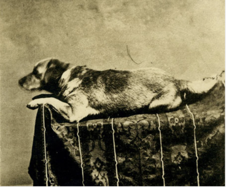 Abraham Lincoln's Dog - Fido