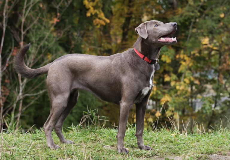 Breeds That Pioneered America-Blue Lacy