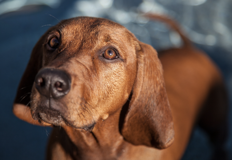 Breeds That Pioneered America-Redbone Coonhound