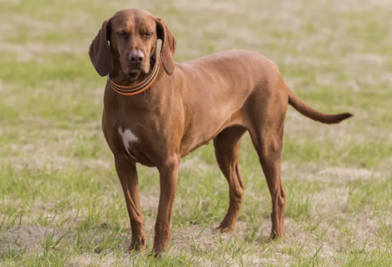 Breeds That Pioneered America-Redbone Coonhound