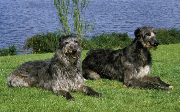 Breeds That Pioneered America - Scottish Deerhounds
