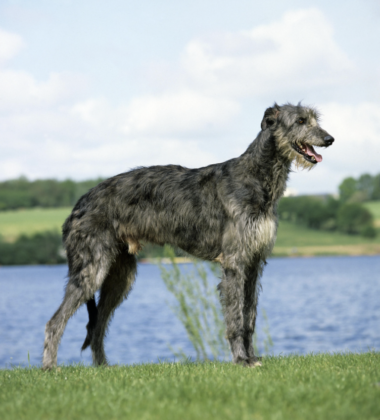 Breeds That Pioneered America-Scottish Deerhounds