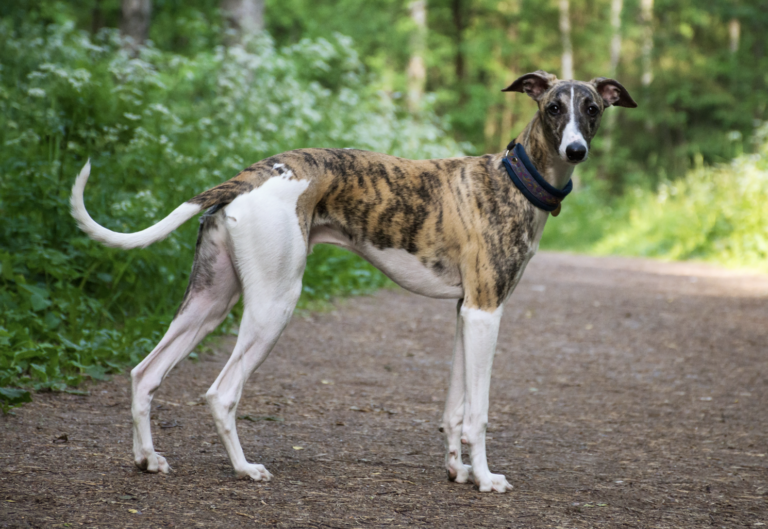 Breeds That Pioneered America - Greyhounds
