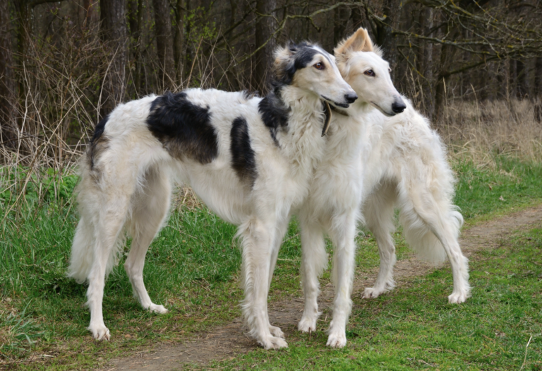 Breeds That Pioneered America - Russian Wolfhounds