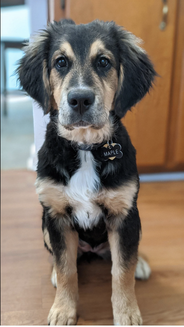 Golden Mountain Dog