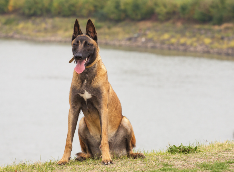 Smartest dog breeds - Belgian Malinois