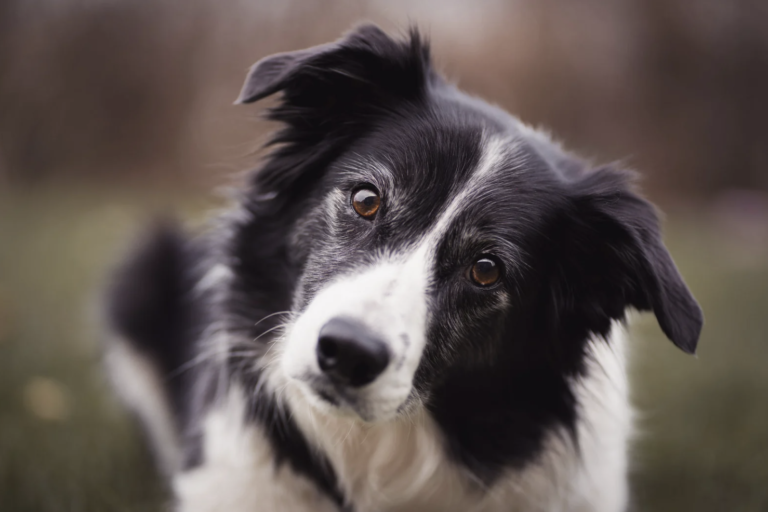 Smartest dog breeds - Border Collie