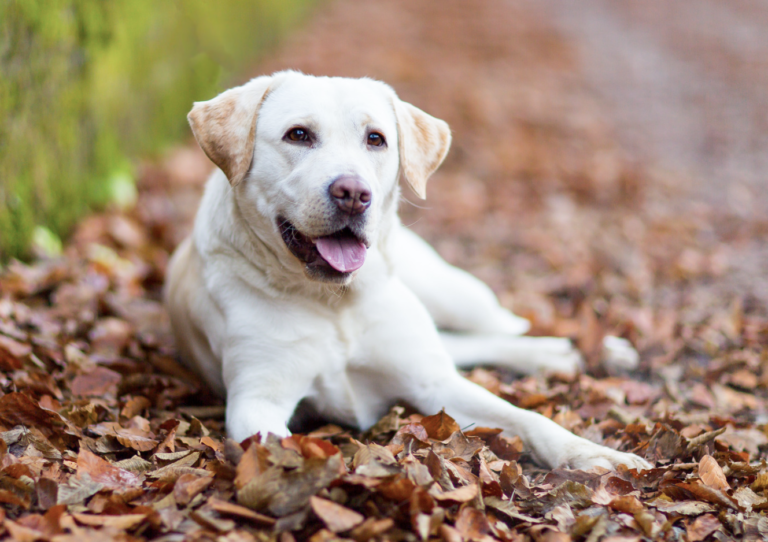 Smartest dog breeds - Labrador Retriever