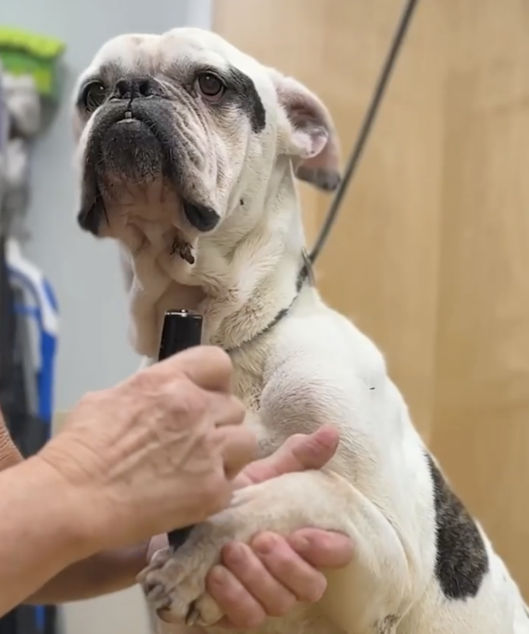 shelter dog makeover-grooming