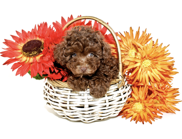 brown poodle puppy