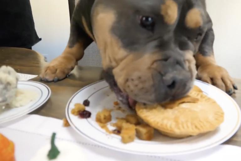 Homeless Dog's Reaction to Thanksgiving Dinner 