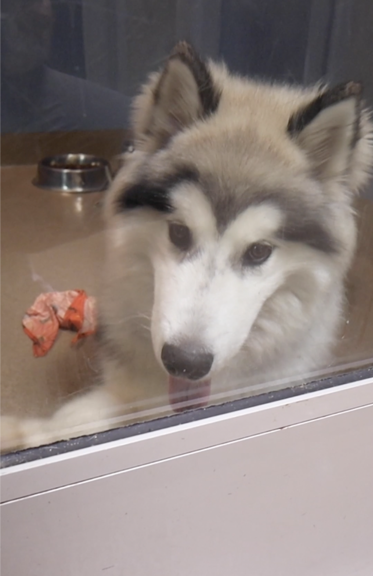 Malamute's Emotional Journey from Abandonment to Adoration