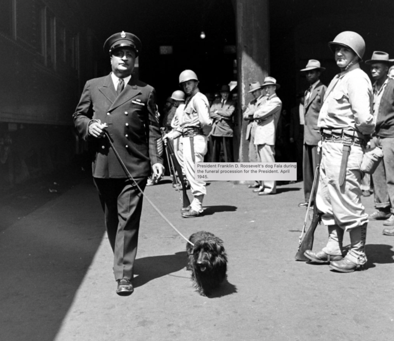 Fala, the Scottish Terrier of President Franklin D. Roosevelt 