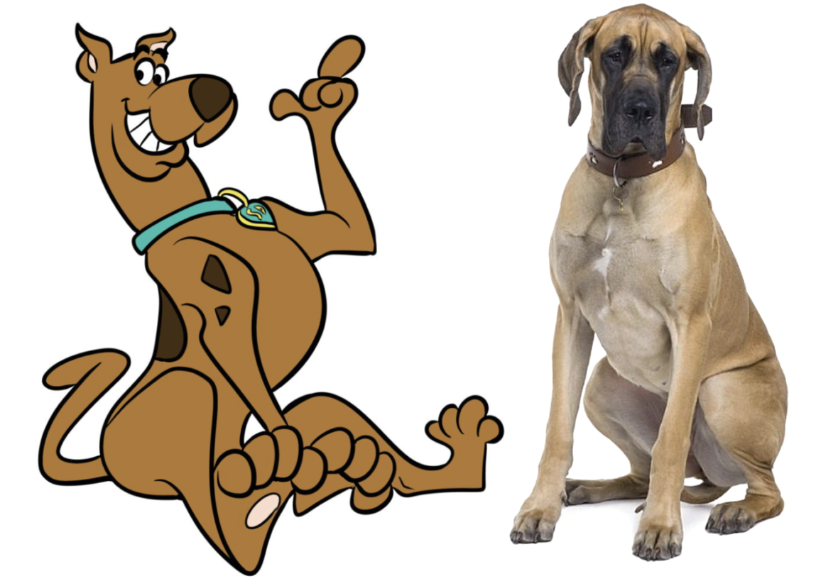 What Kind of Dog Is Scooby Doo? Discover the Surprising Breed Behind ...