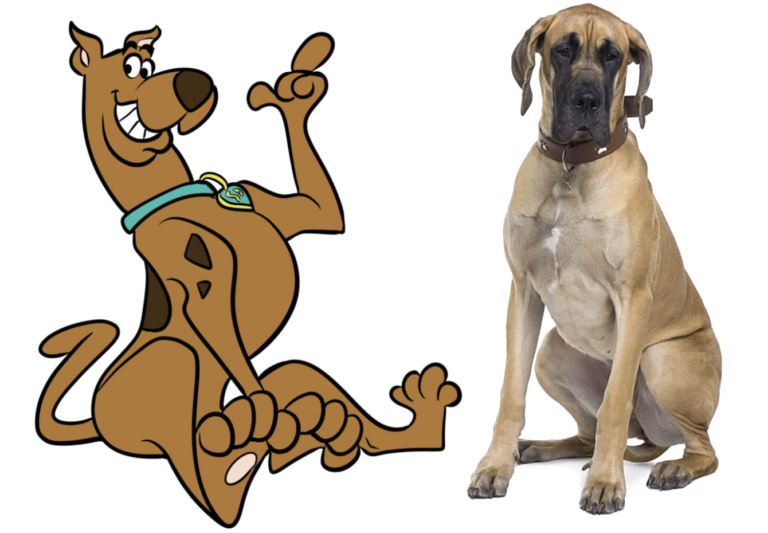 What Kind of Dog Is Scooby Doo?