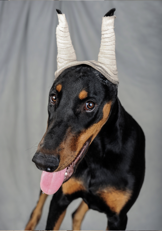 cropped eared doberman