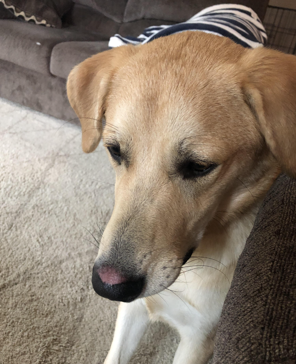 Kennel Nose Uncovered RealLife Solutions from Dog Owners Rocky Kanaka