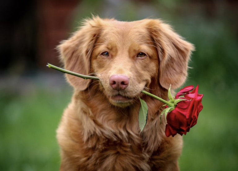 red golden retriever with a rose in mouth