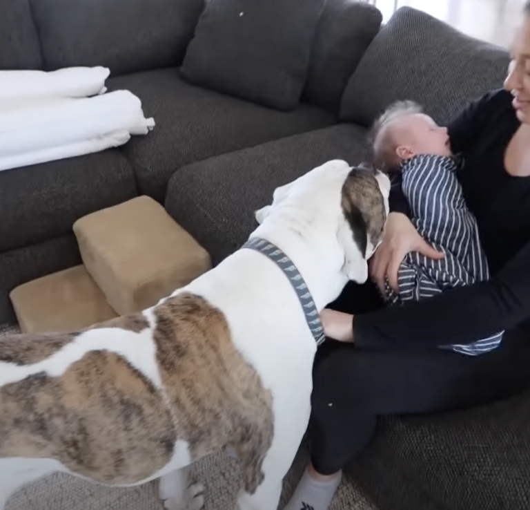 American Bulldog's Heartwarming Encounter with Newborn Baby