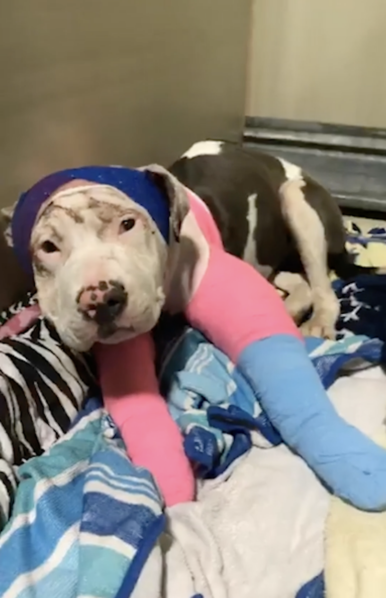 Injured Pit Bull's Reaction to Getting a Massage