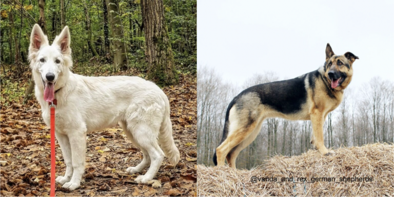 White Swiss Shepherd vs German Shepherd