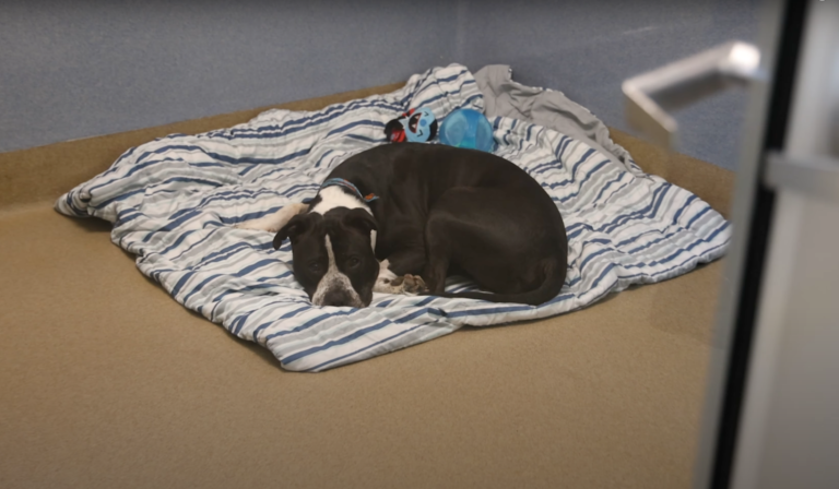 Blind Shelter Dog Is Finally Shown Love 