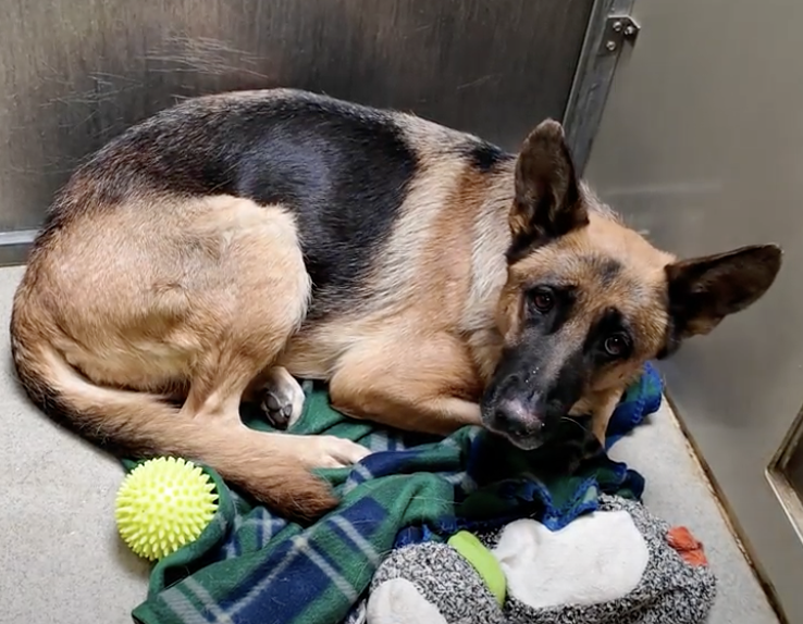 Stray German Shepherd's Reaction to Hearing Her Name Will Melt Your ...