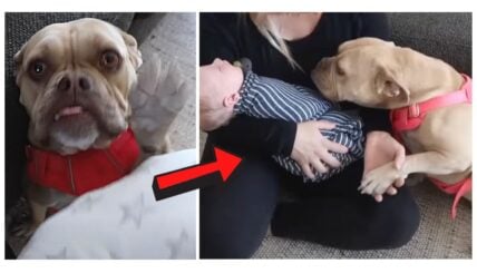 Heart-Melting Moment: American Bulldog Meets Newborn Baby for the First Time!