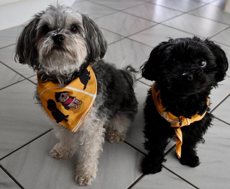 Milo & Gizmo: Russian Bolonka Puppies