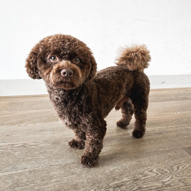 Brown Poodle - Tommy
