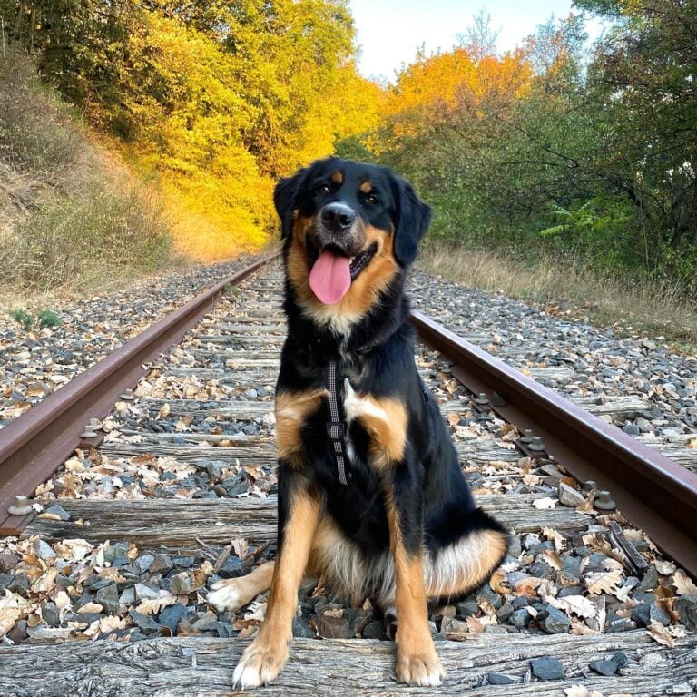 Golden Mountain Dog