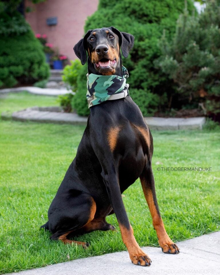 Duke - the Floppy Eared Doberman