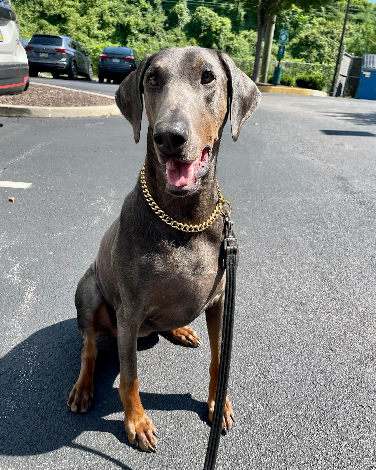 The Blue Doberman Mystery: Beauty, Elegance, and Uniqueness Revealed ...