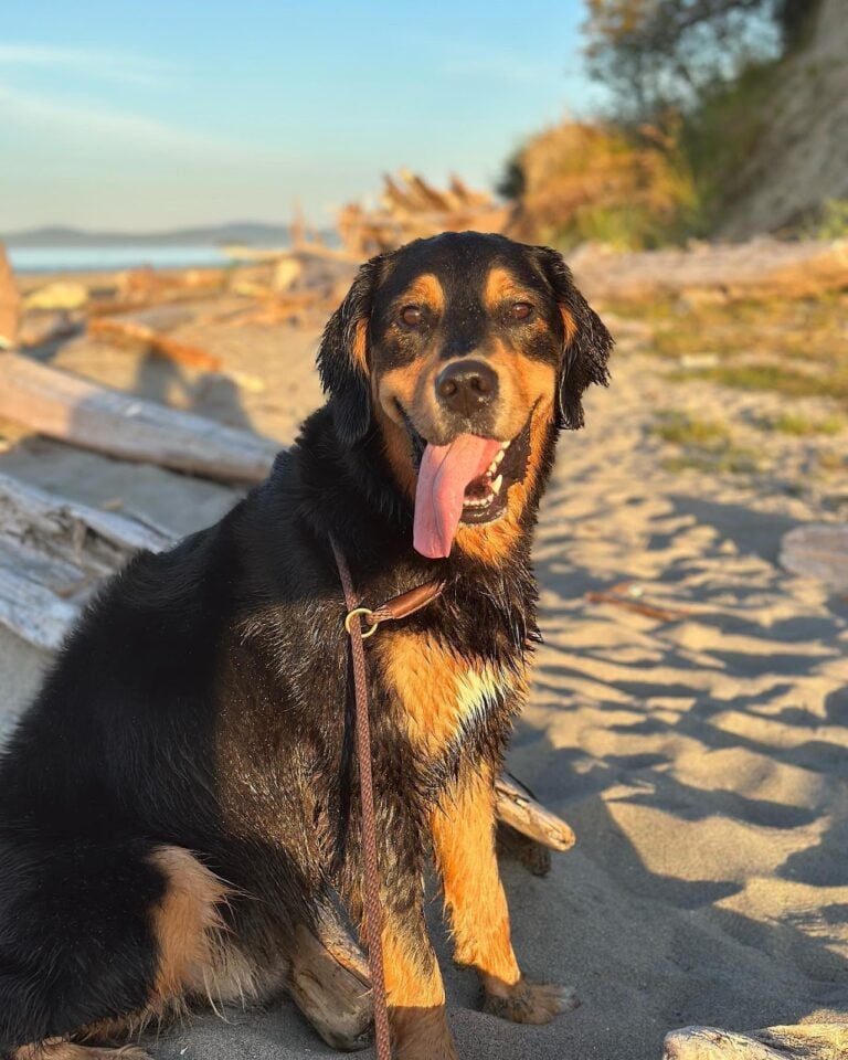 Golden Mountain Dog