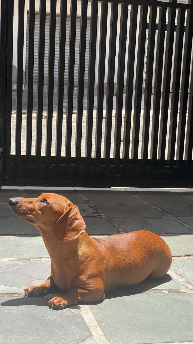 Dog with long nose