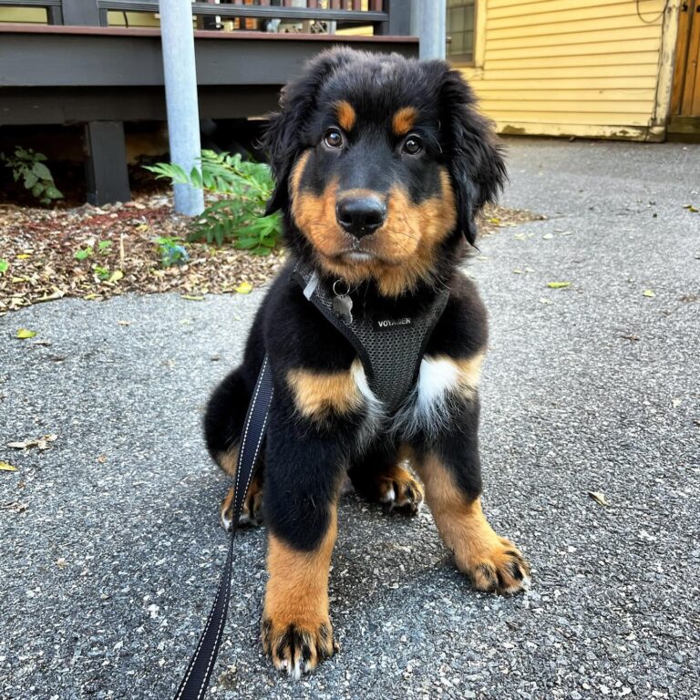 Golden Mountain Dog