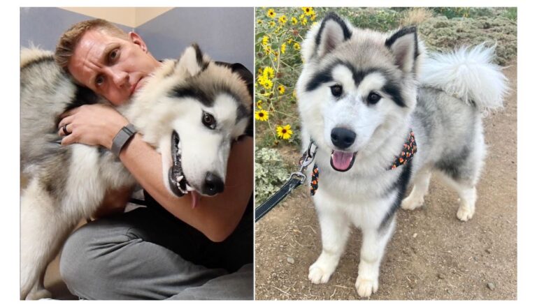 Malamute's Emotional Journey from Abandonment to Adoration