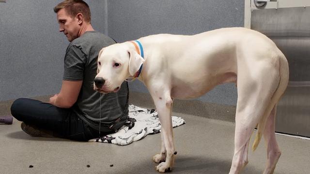 Dogo Argentino won't stop waiting for his family to return until this happens...