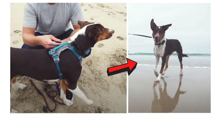 How the ocean lets this blind dog see! 