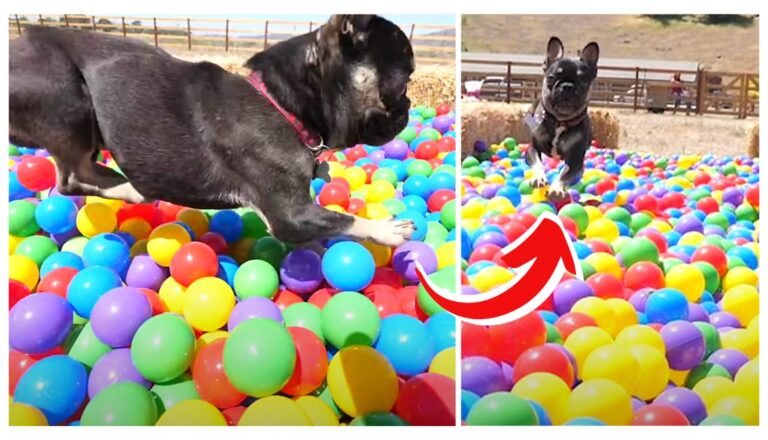 Watch This Frenchie's Reaction as He Dives into a Giant Ball Pit